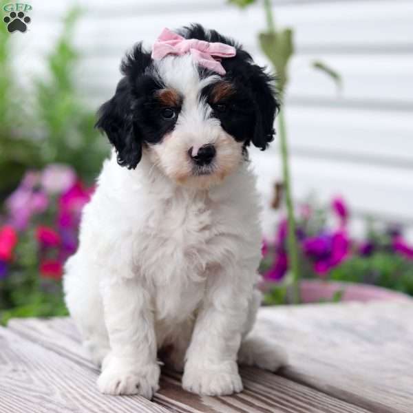 Jewel, Mini Bernedoodle Puppy